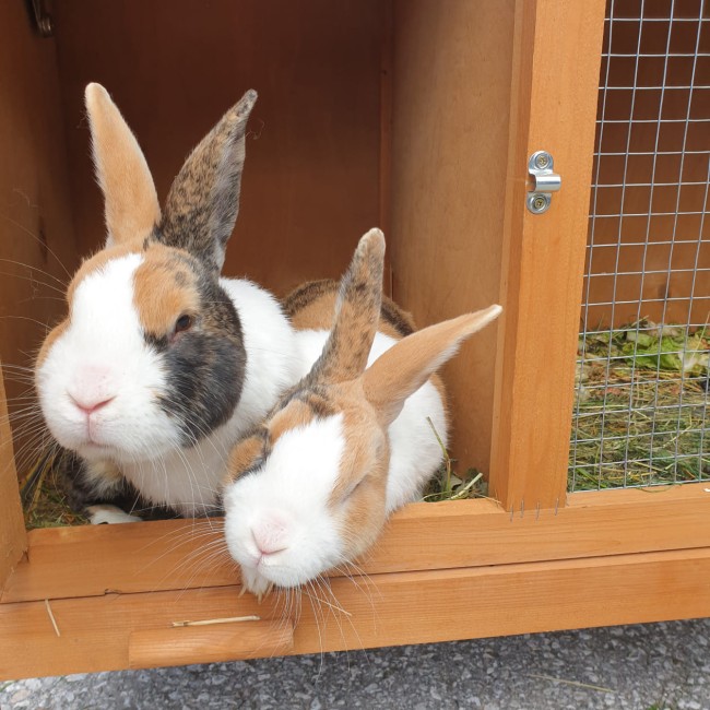 Kaninchen auf dem kinderfreundlichen Bauernhof im Salzburger Land