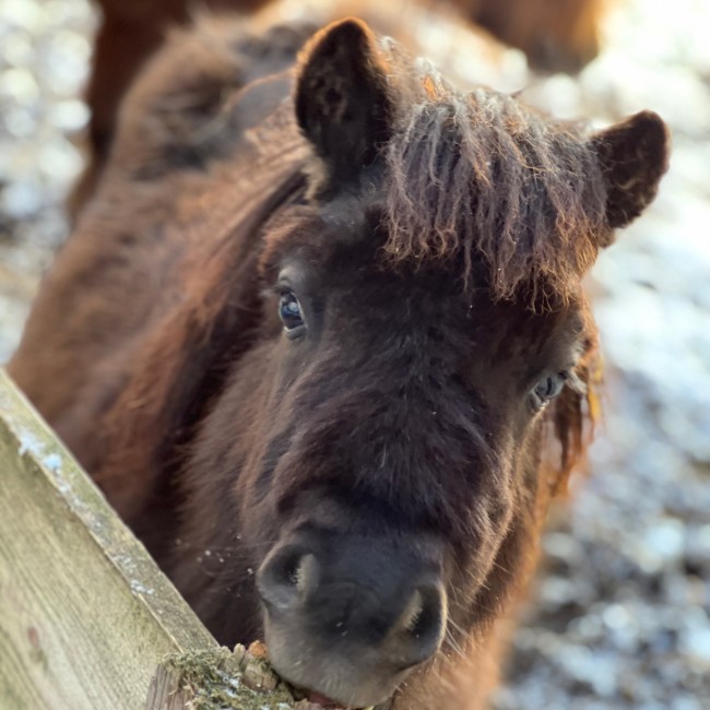 Minipony auf dem Bauernhof Halmgut