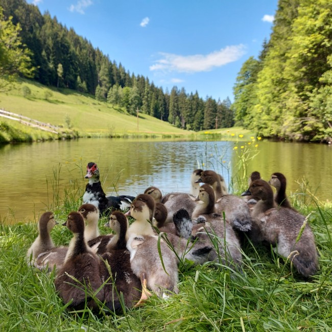 Entenfamilie vor dem Halmgut Fischteich
