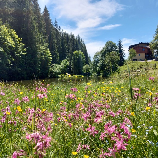 Blumenwiese vor dem Ferienbauernhof in Eben im Pongau