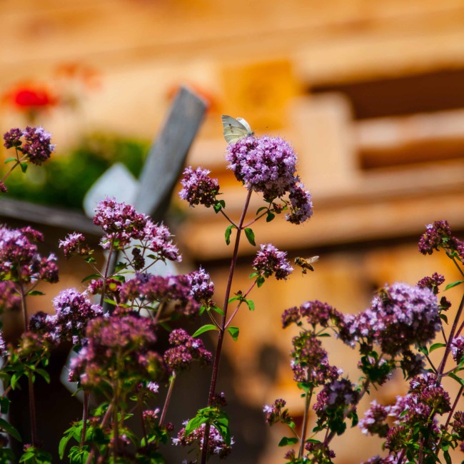 Summer at the vacation farm Halmgut in Eben im Pongau