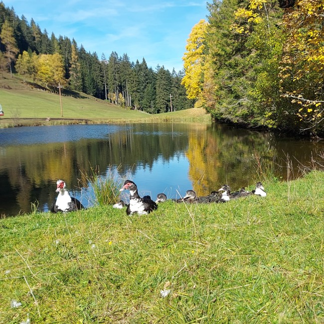 Duck pond in the province of Salzburg