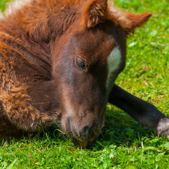 Foal in the pasture