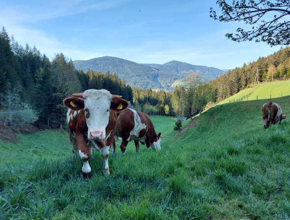 Cows on the pasture in the province of Salzburg