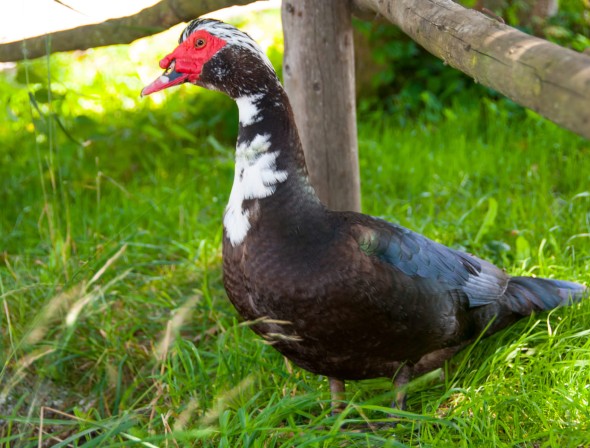 Farm vacations in Austria
