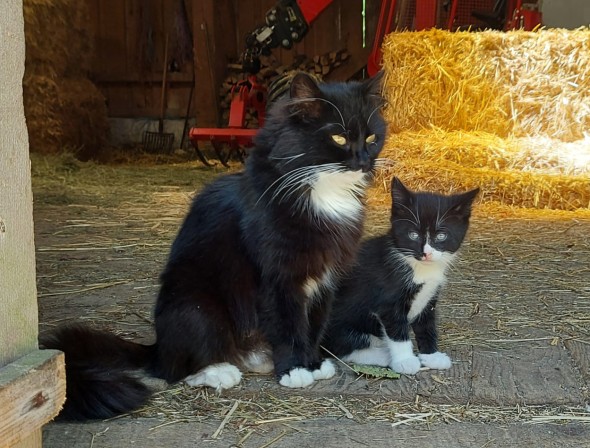Kitten in the barn