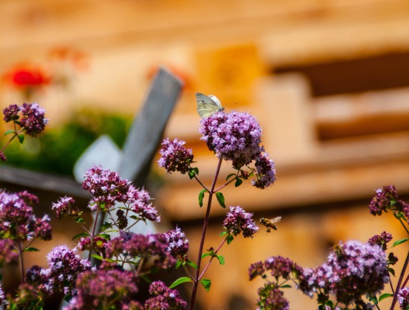 Summer in the province of Salzburg