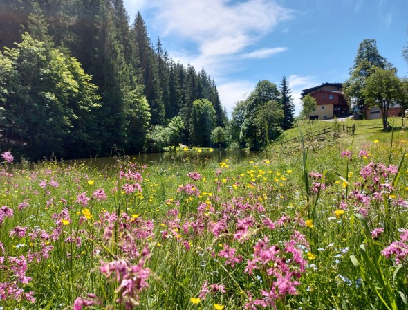 Diverse flower meadow in summer