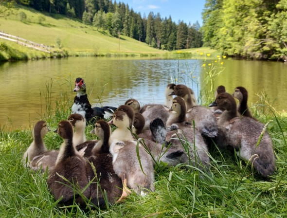 Farm pond with ducks