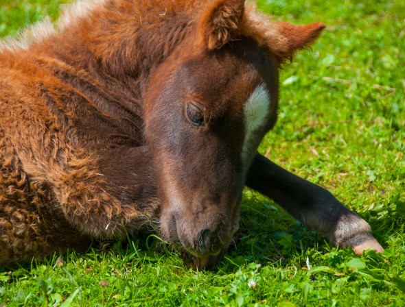 Cute foal in the pasture