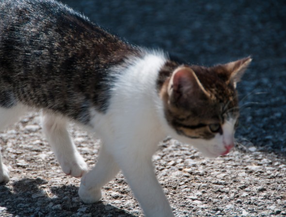 Farm vacations with animals 