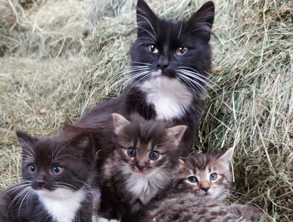 Cute cat family in hay