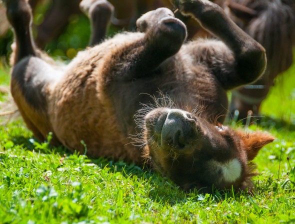 Summer vacations for the Halmgut horses