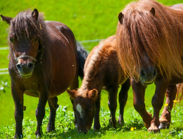 Mini ponies at Halmgut vacation farm