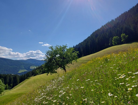 Flower meadow in front of farm Halmgut