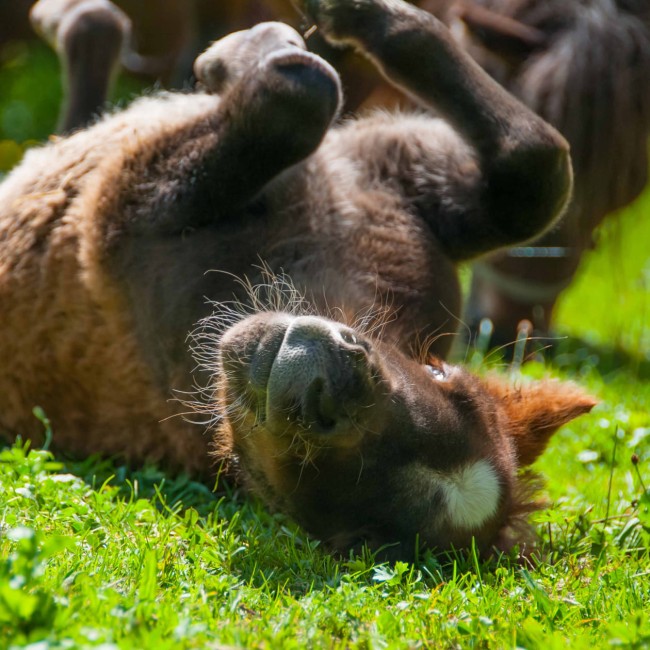 Horses on the pasture in Eben in Pongau