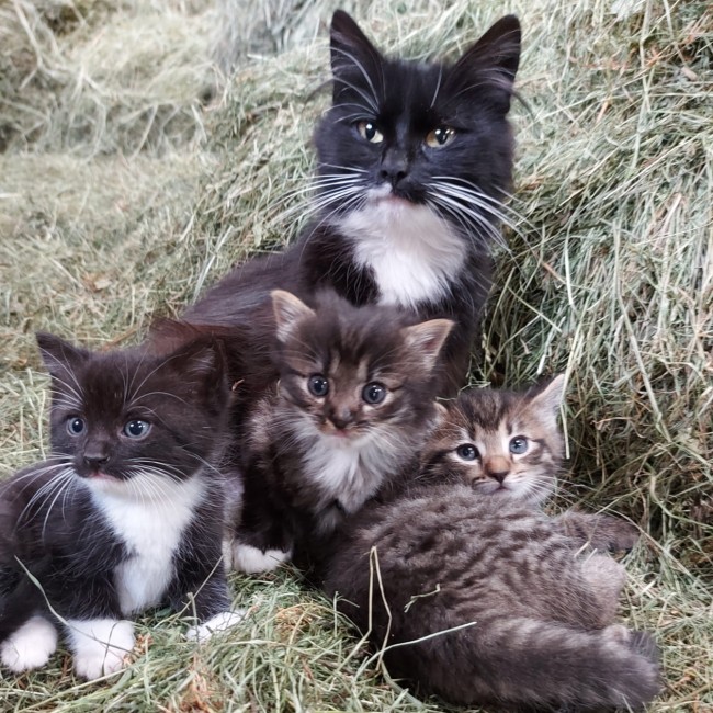 Cat with her kittens in hay