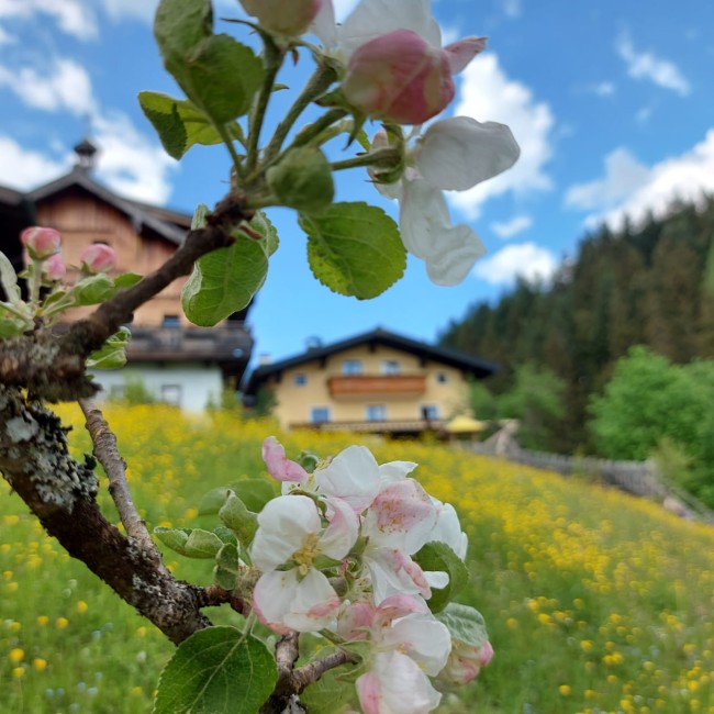 Beginning of spring at Halmgut farm