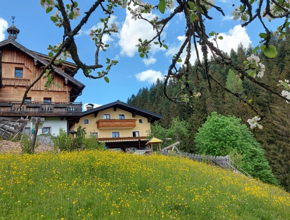 Halmgut surrounded by beautiful flower meadow